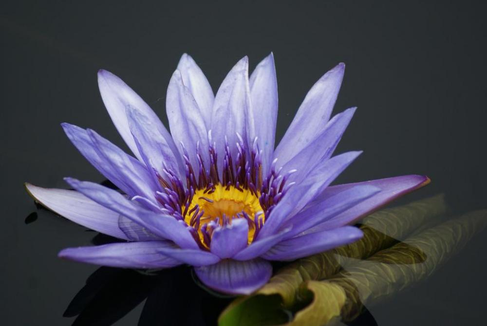 #water lilies #Lilies #flower #lotus #blue flower #water lilies #Lilies #flower #lotus #blue flower