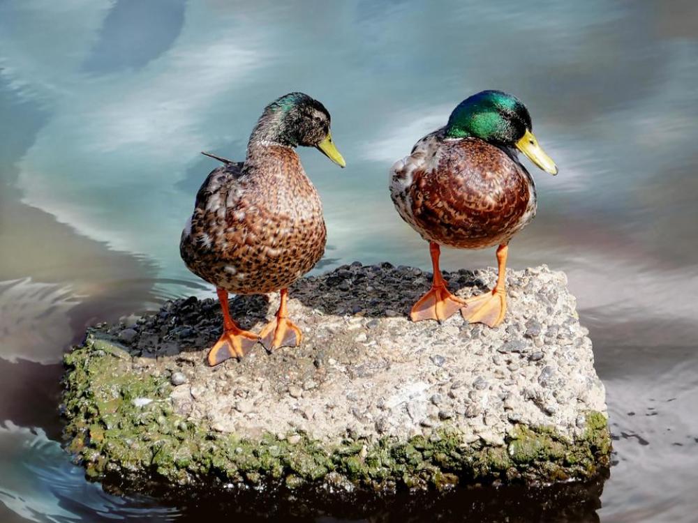 duck pair bird water river duck pair bird water river