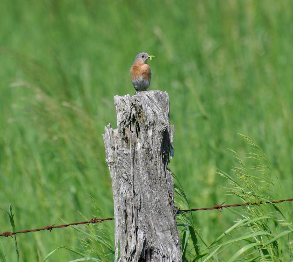 Blue Bird fence barbed wire Blue Bird fence barbed wire