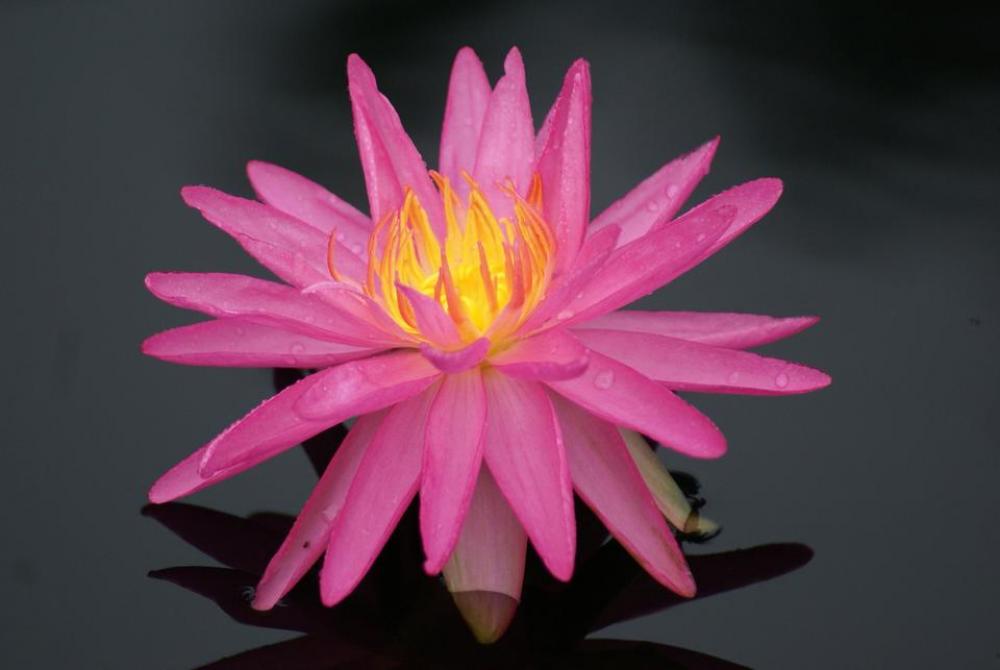 #water lily #lilies #flower #lotus #pink flower #water lily #lilies #flower #lotus #pink flower