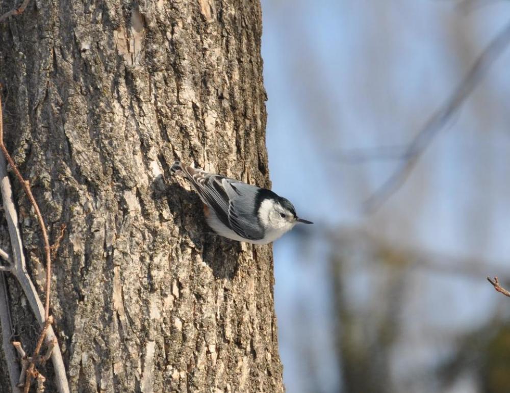 bird Nuthatch bird Nuthatch