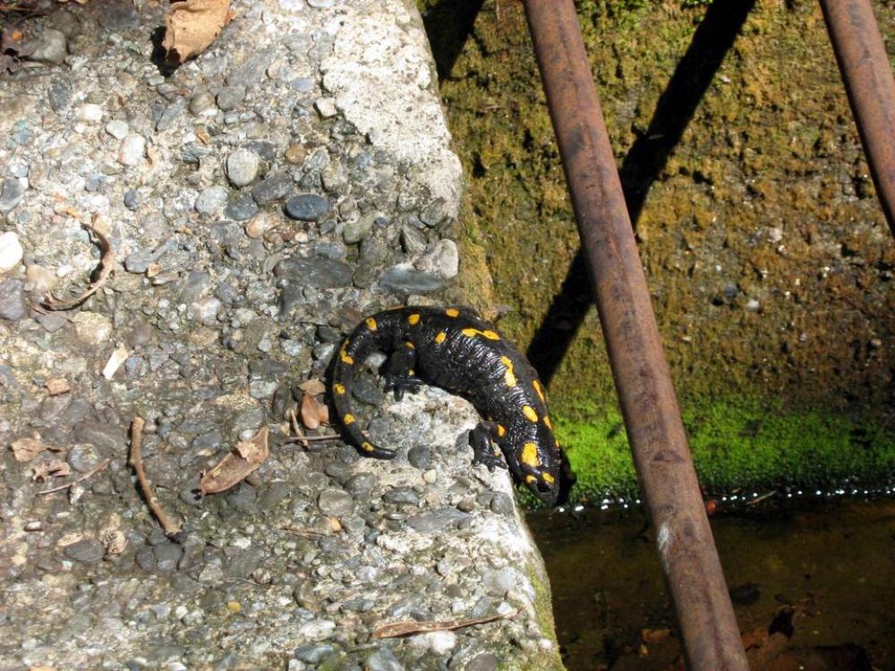 salamander amphibian animal #animals salamander amphibian animal #animals