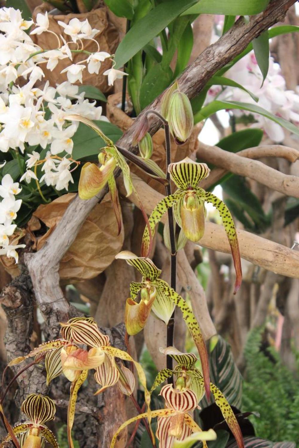 flower orchid nature exotic tropical flower orchid nature exotic tropical
