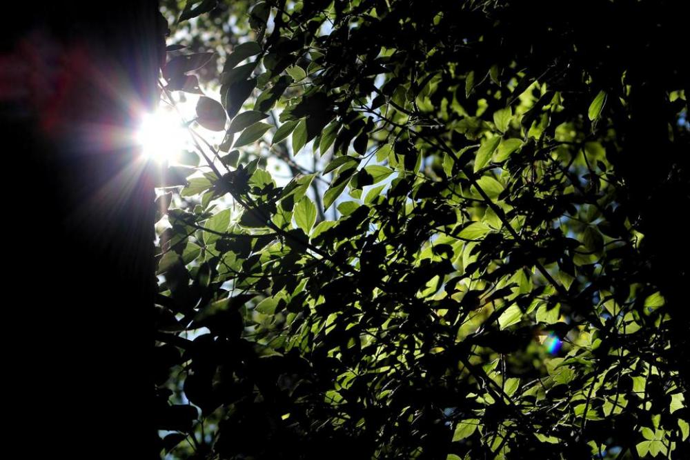 tree forest woods woodland branches tree forest woods woodland branches