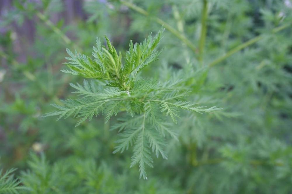 Artemisia Wormwood Mugwort herbs herbalism Artemisia Wormwood Mugwort herbs herbalism