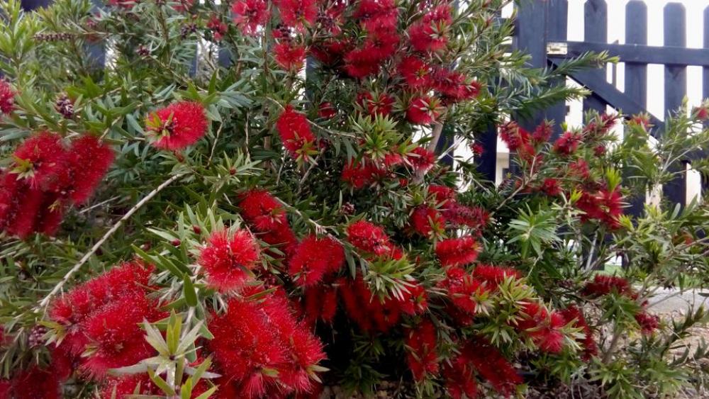 flowers red bush bottlebush flowers red bush bottlebush