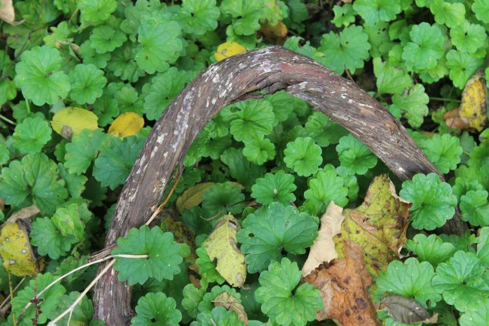 vine leaves nature branch plants vine leaves nature branch plants