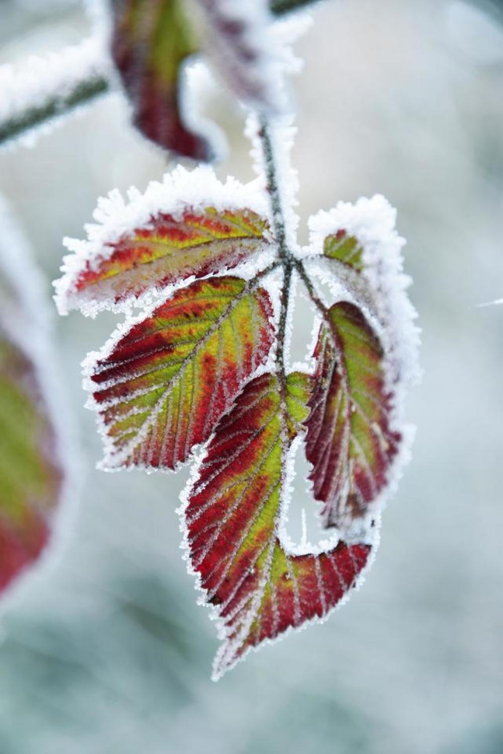 frozen frost icy winter leaves frozen frost icy winter leaves
