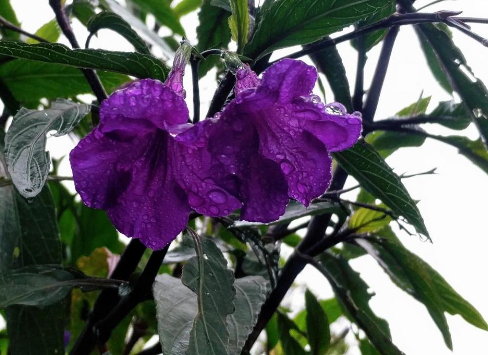 purple flower water water drops wet purple flower water water drops wet