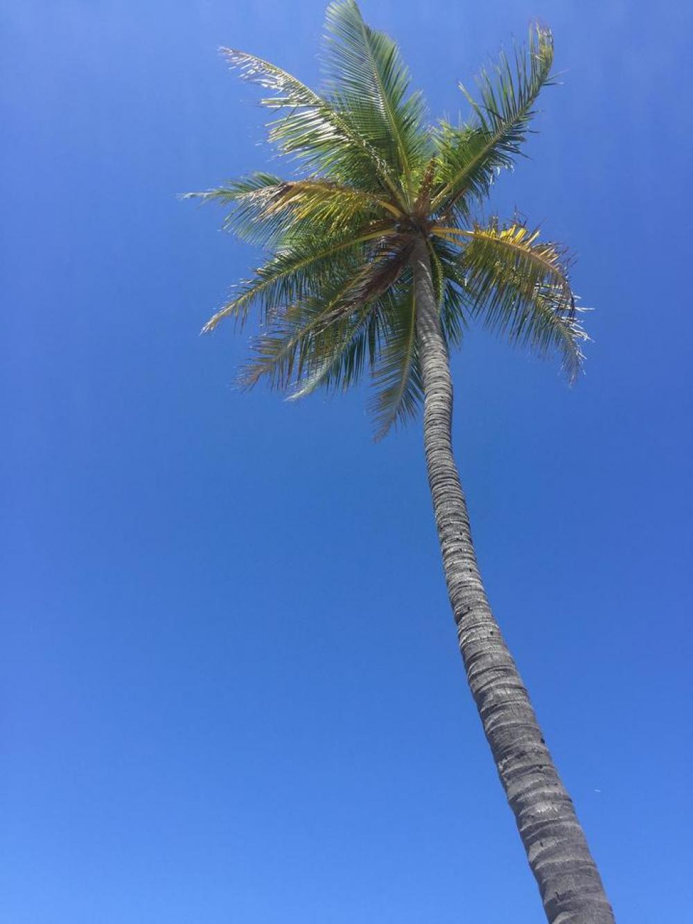Palm tree tropical Palm tree tropical