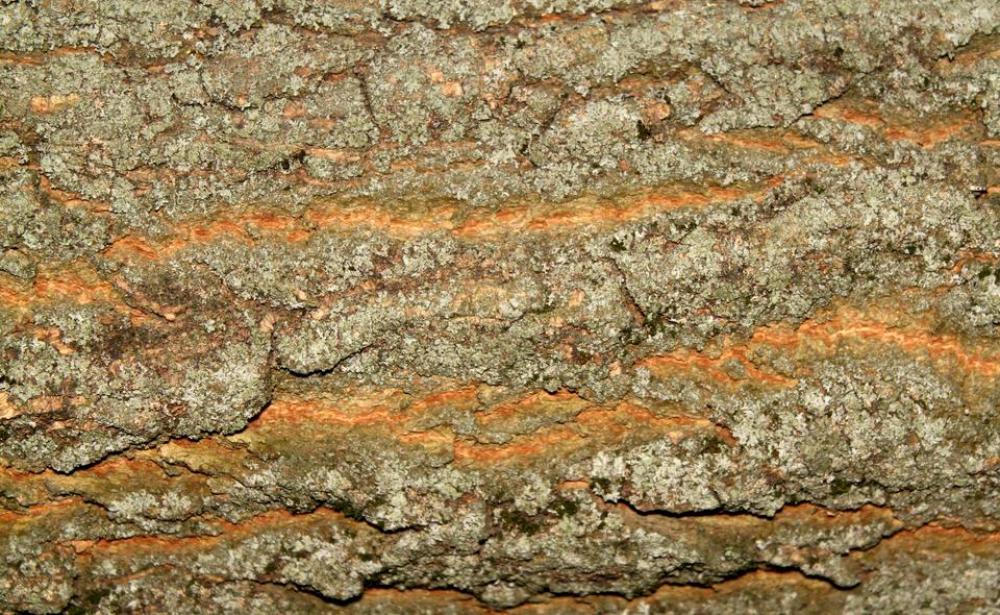 nature tree bark crust peel nature tree bark crust peel