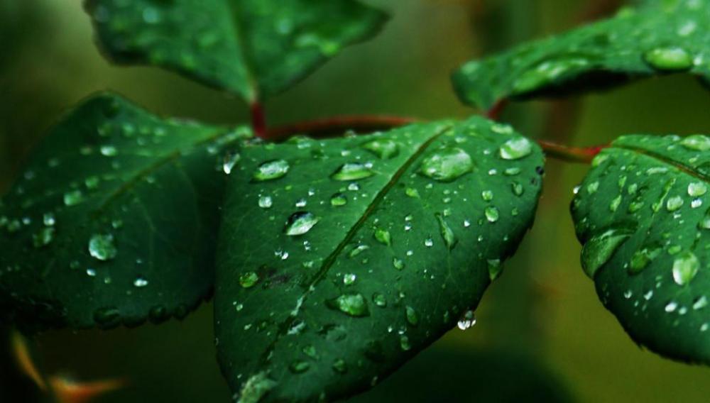 plant water water droplets nature garden plant water water droplets nature garden