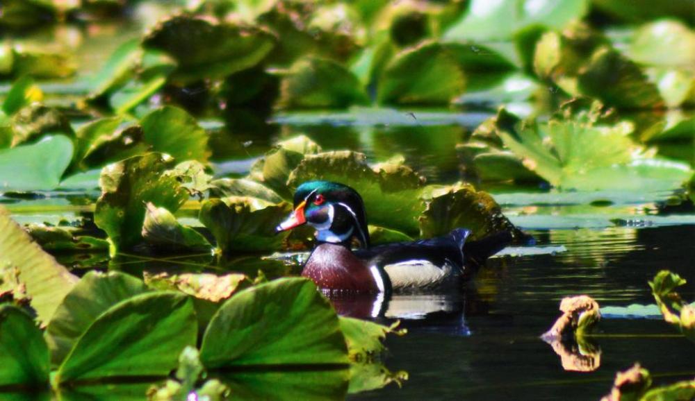 Wood Duck bird waterfowl Wood Duck bird waterfowl