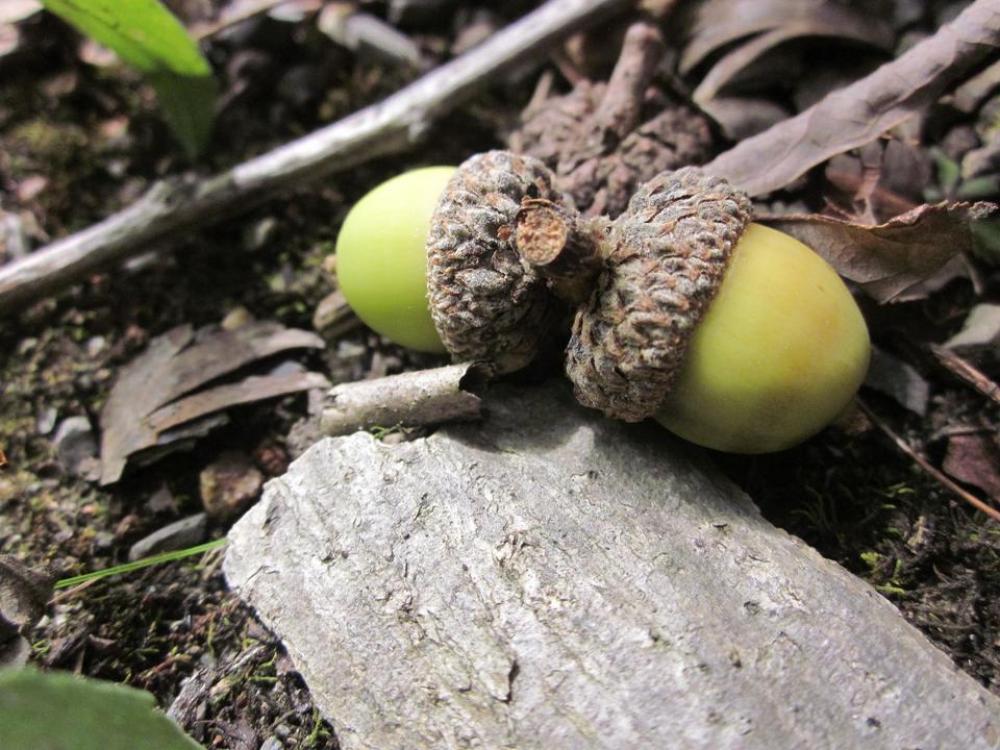 acorn acorns nuts nature acorn acorns nuts nature