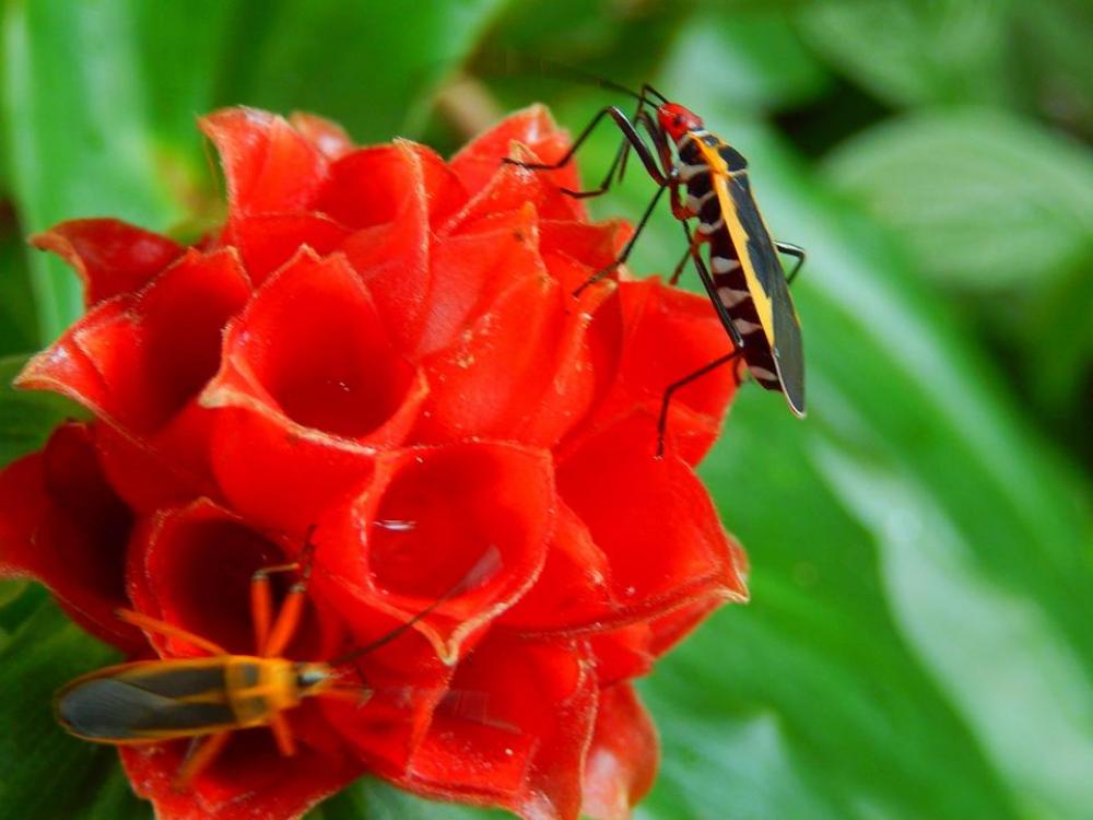 beatle bug insect red flower tropical beatle bug insect red flower tropical