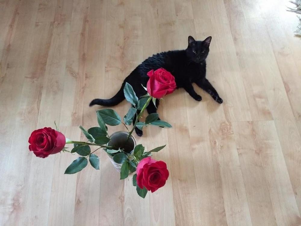 valentines cat roses romantic funny valentines cat roses romantic funny