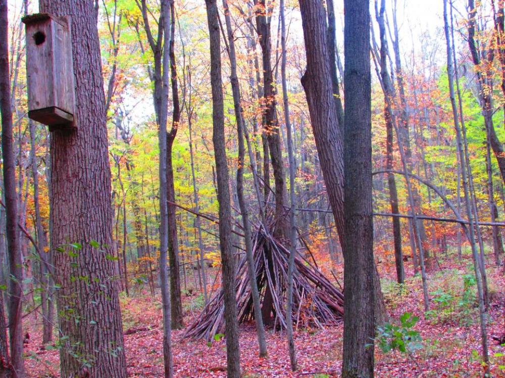 Autumn Fall leaves trees color Autumn Fall leaves trees color