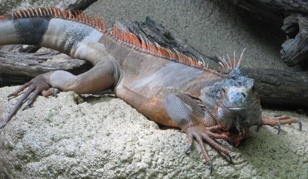 iguana lizard reptile animal nature iguana lizard reptile animal nature