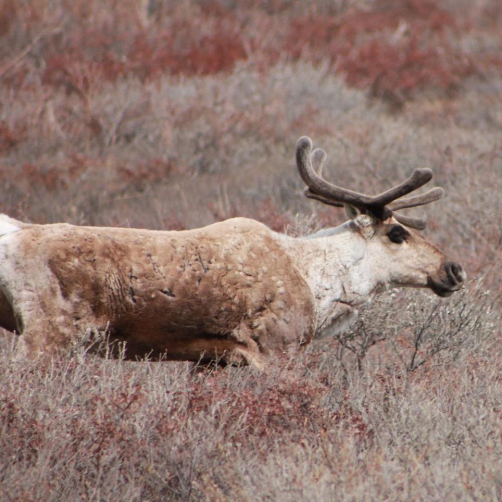 Caribou Caribou