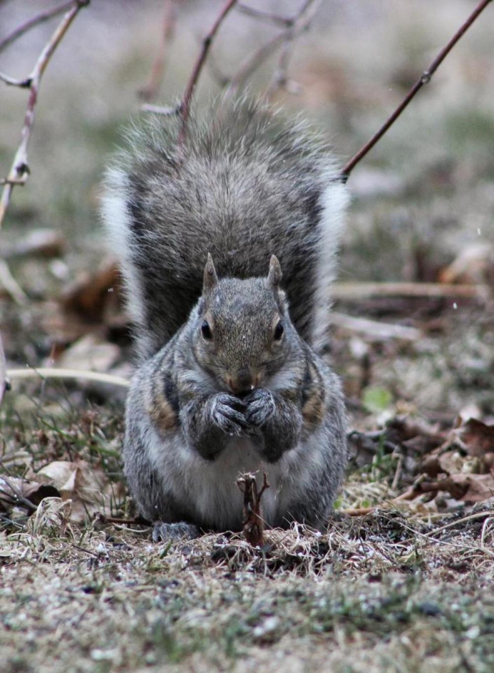 animal rodent squirrel eating planning animal rodent squirrel eating planning