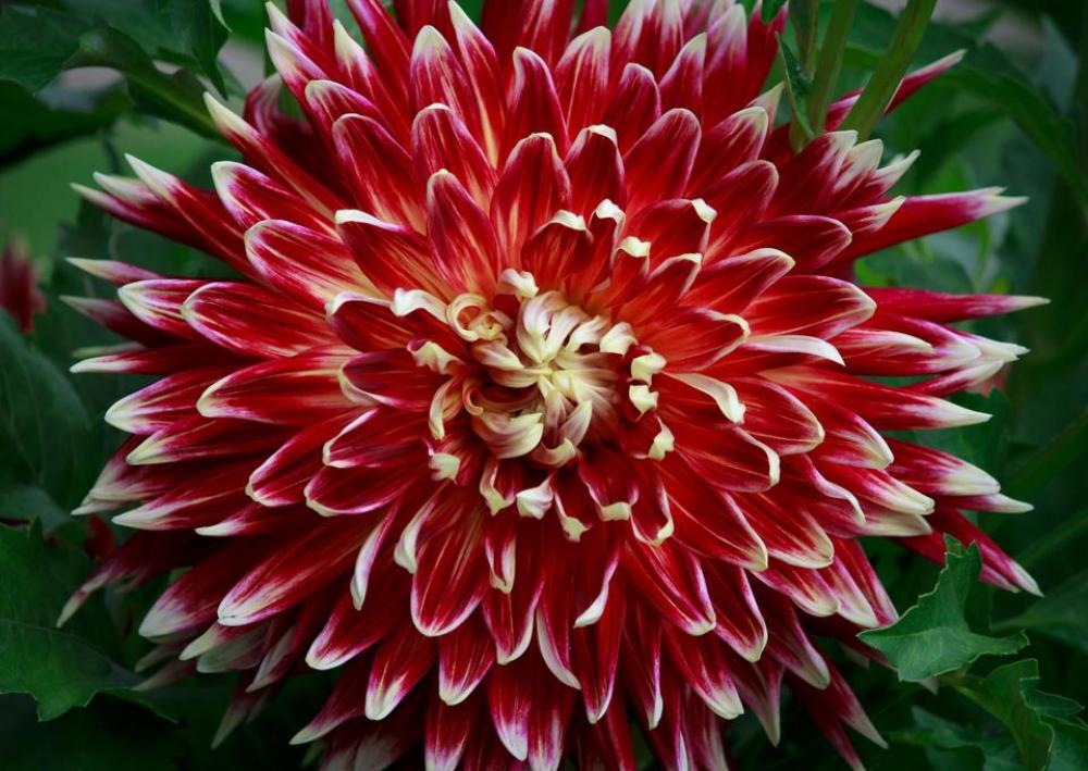 dahlia flower dahlia flower