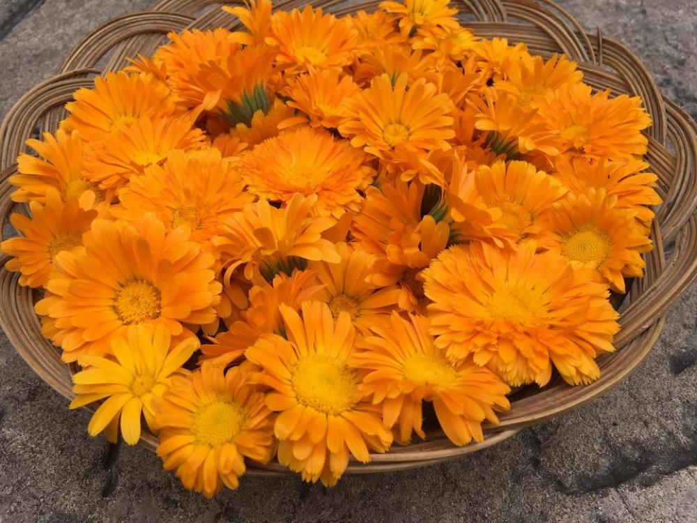 gerber daisy daisy floral flowers gerber daisy daisy floral flowers