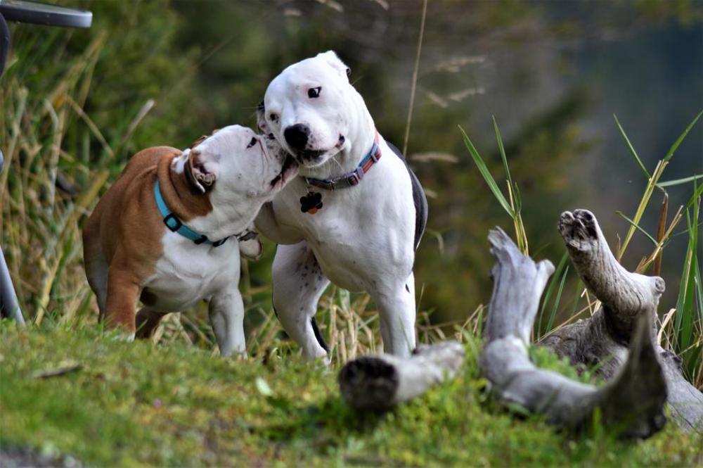 dogs bulldog puppies puppy canine dogs bulldog puppies puppy canine