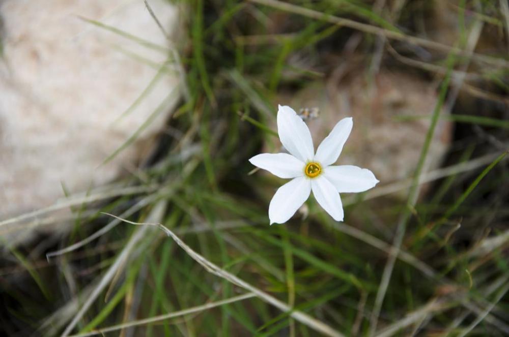 flower white six flower white six