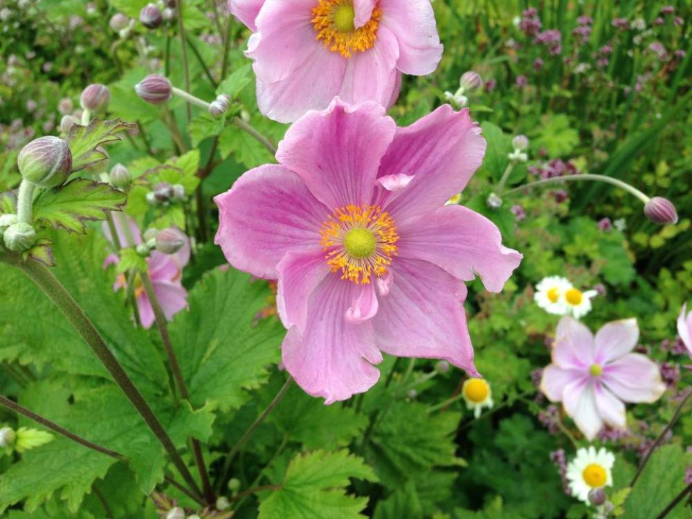 flower flowers pink flower floral garden flower flowers pink flower floral garden