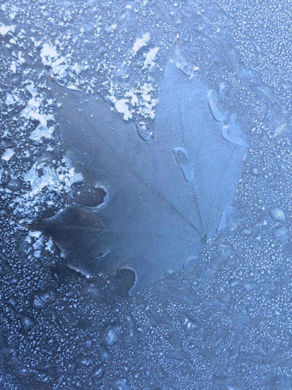 Frost leaf imprint windscreen winter Frost leaf imprint windscreen winter