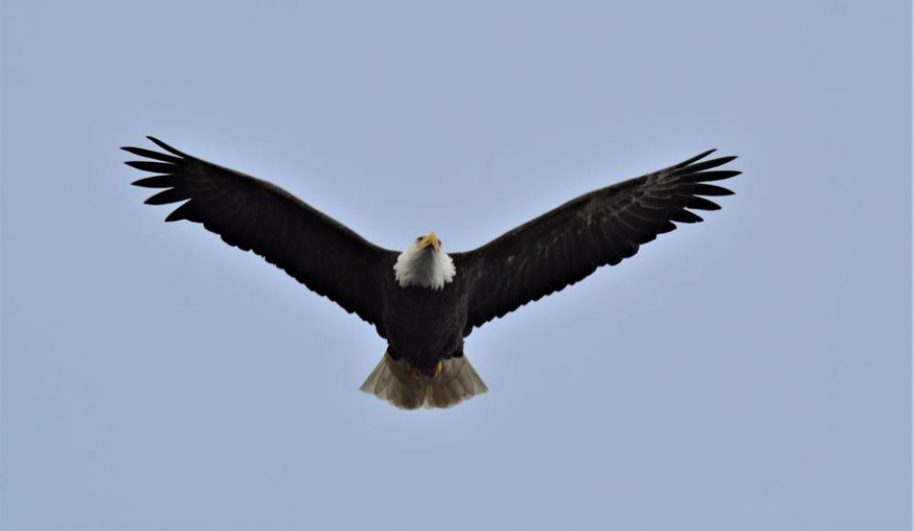 Bald Eagle bird raptor predator Bald Eagle bird raptor predator