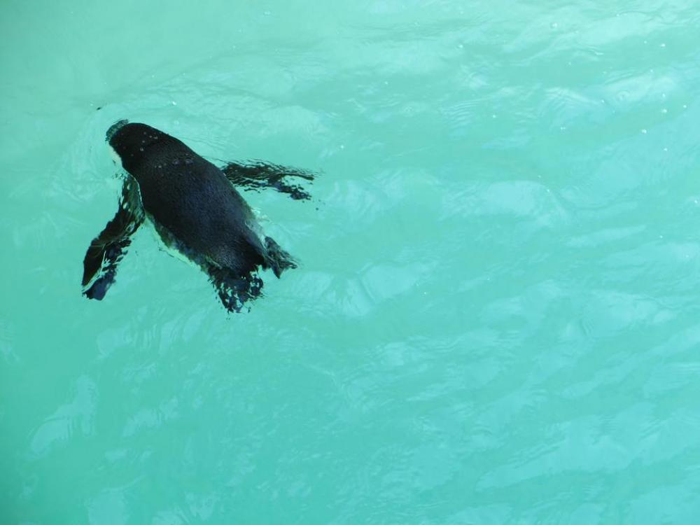 penguin penguin