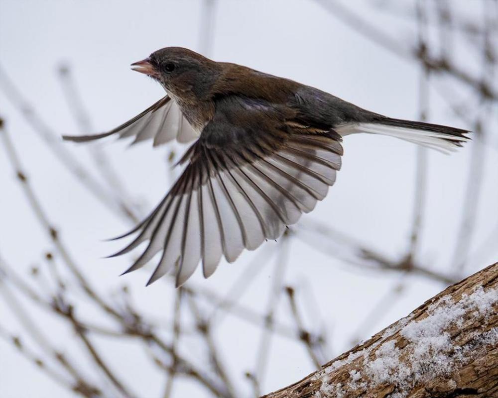 brown sparrow wild bird fly brown sparrow wild bird fly