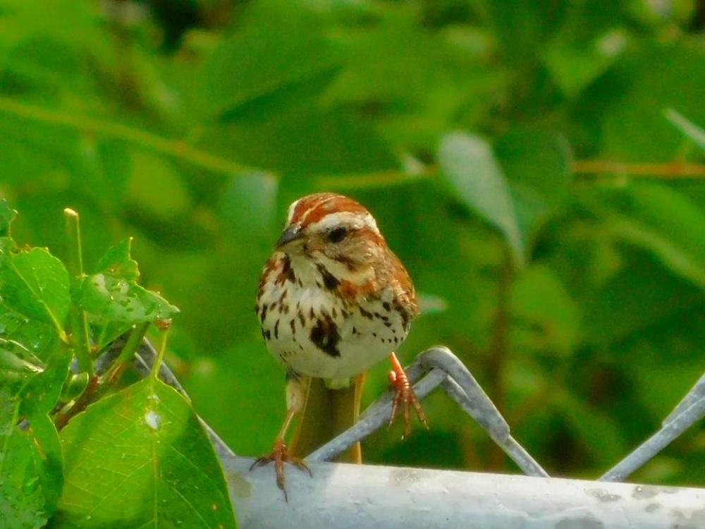bird bird