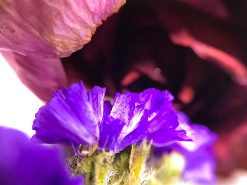 Flower flowers Flower flowers