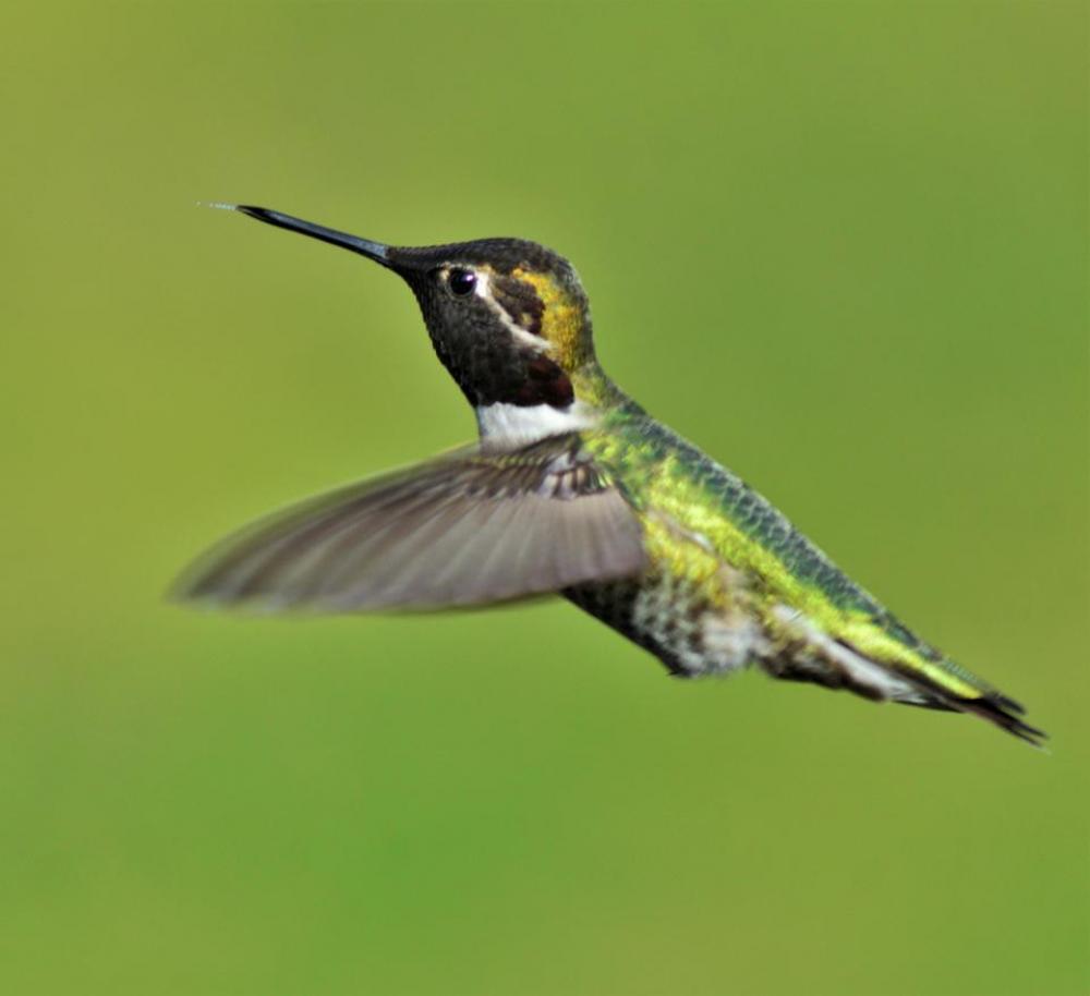 male annas hummingbird bird male annas hummingbird bird