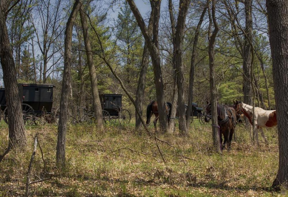 horse horse and waggon waggon stagecoach horse horse and waggon waggon stagecoach