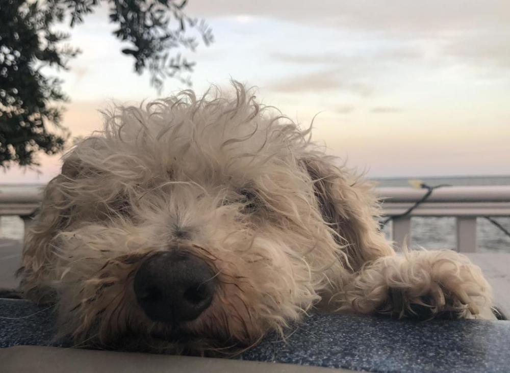 dog sleep sleeping relaxation dog sleep sleeping relaxation