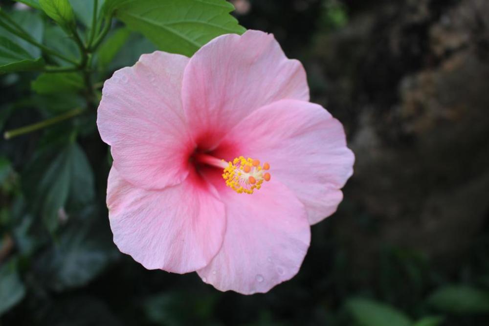 Flower pink flower flowers hibiscus hibiscus flower Flower pink flower flowers hibiscus hibiscus flower