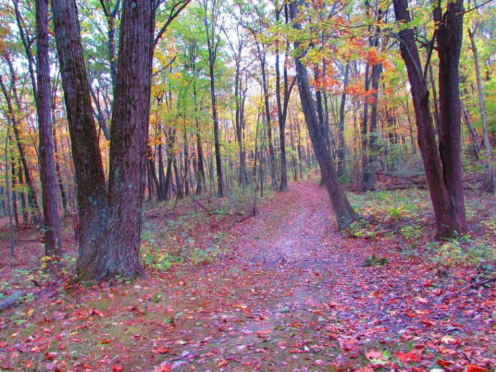 Autumn Fall leaves trees color Autumn Fall leaves trees color