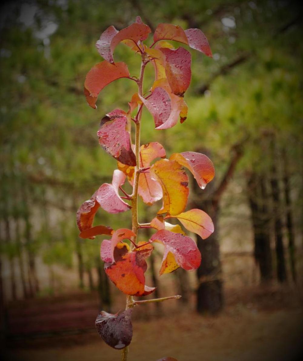 Rainy Raindrop Branch Twig Red Rainy Raindrop Branch Twig Red