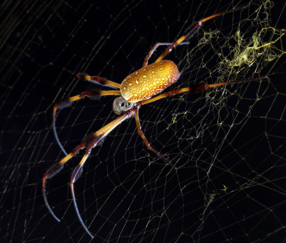 golden orb spider weaver arachnid golden orb spider weaver arachnid