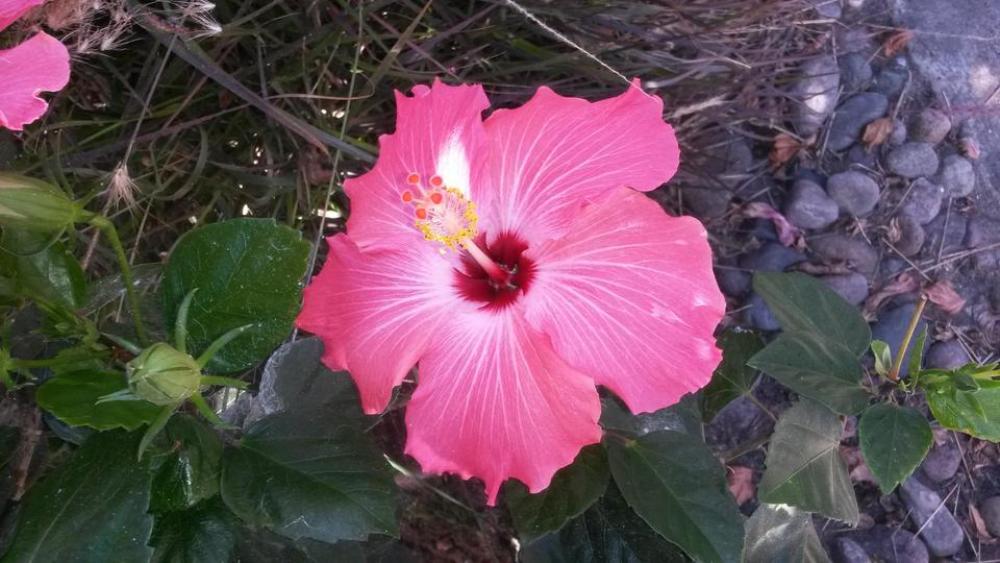 pink hibiscus tropical flower pink hibiscus tropical flower
