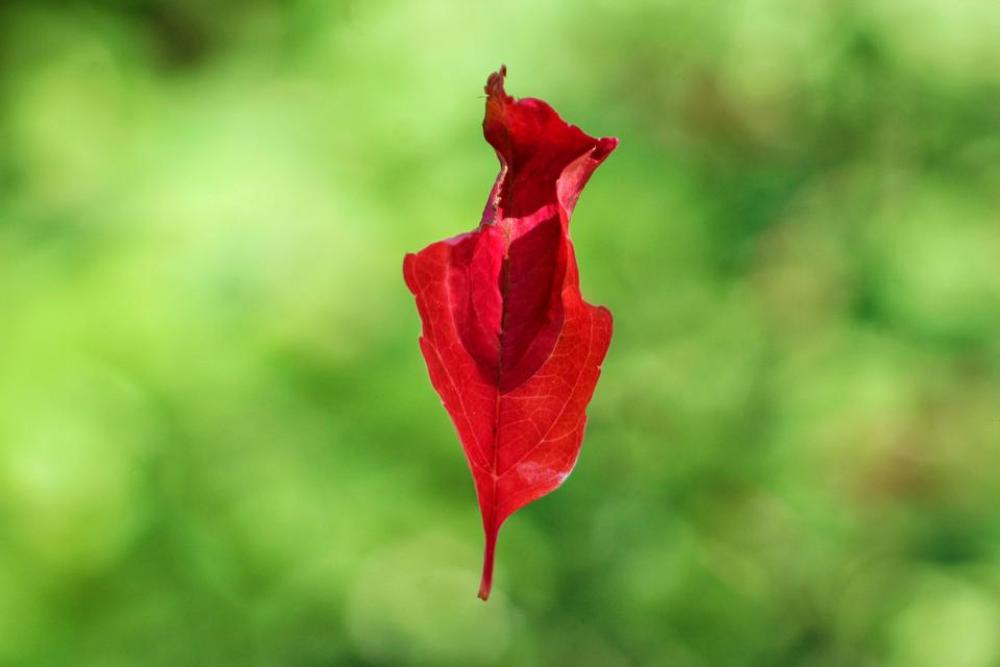 tree leaf red illusion floating tree leaf red illusion floating
