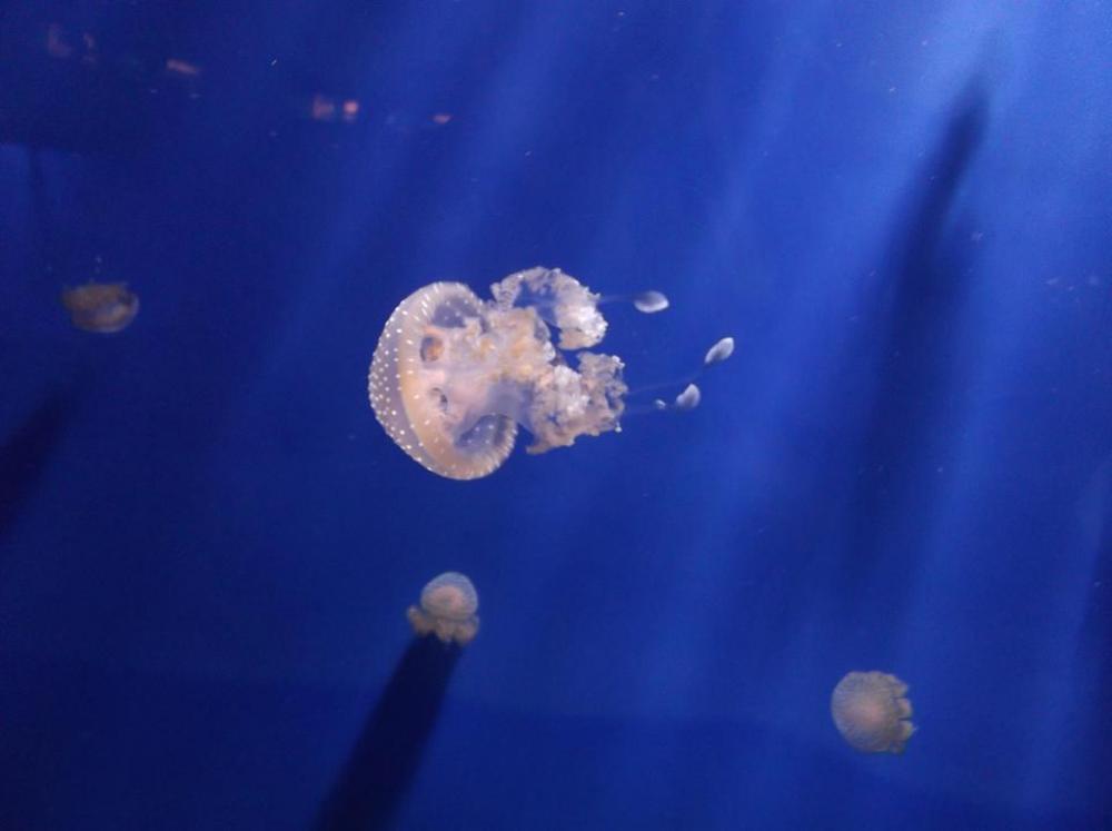 jellyfish jellyfish