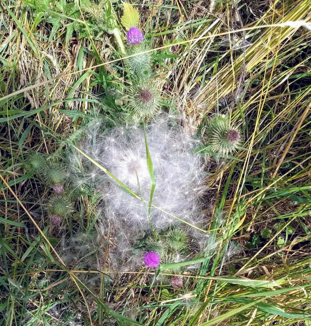 thistle scotland flower thistle scotland flower