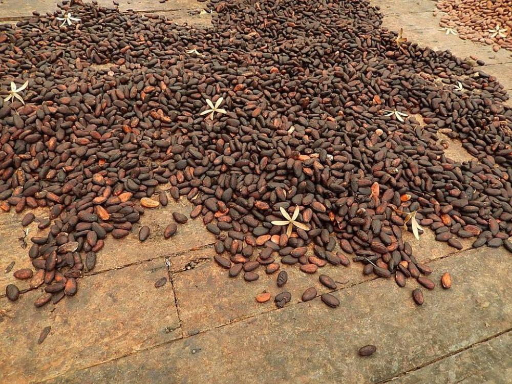 cacao beans chocolate beans cacao beans chocolate beans