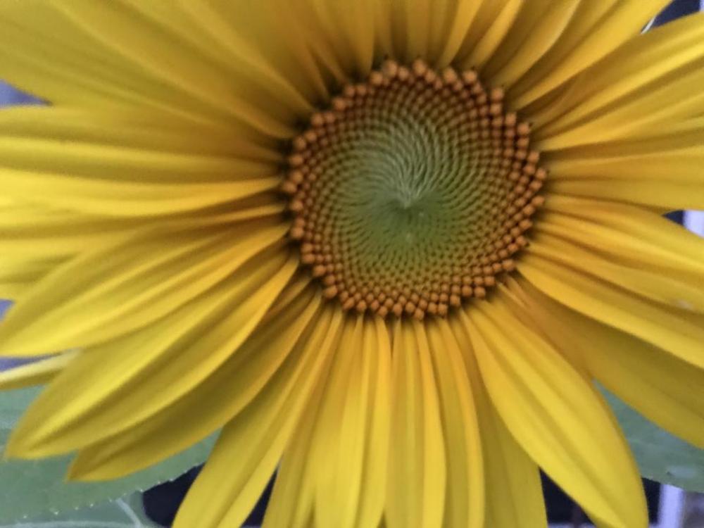 Flower floral pollen garden Flower floral pollen garden