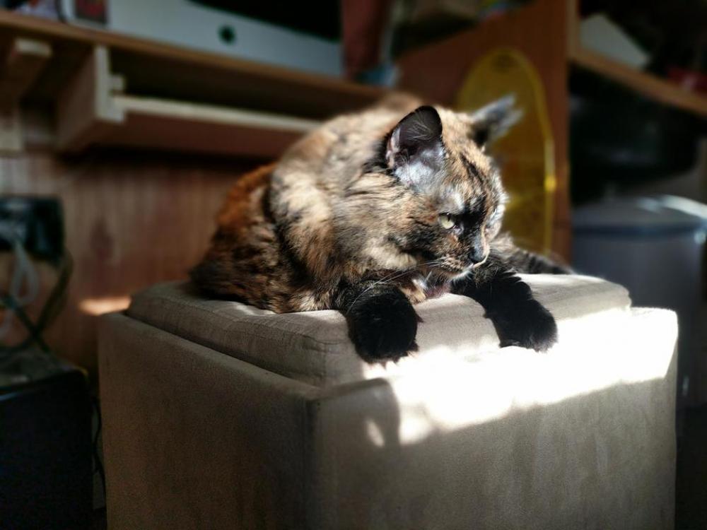 cat feline pet animal domesticated cat feline pet animal domesticated