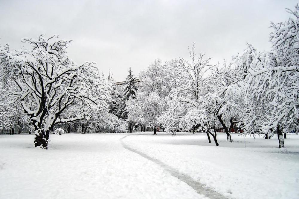 winter snow trees nature path winter snow trees nature path